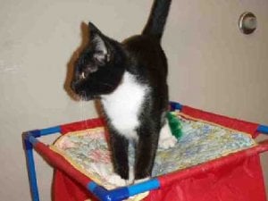 spca-monty.jpg