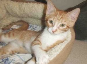 spca-athens.jpg
