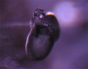 spinel_bubb_03_w.jpg