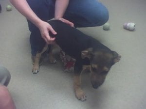 spca-bee.jpg