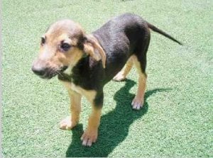 spca-bee2.jpg