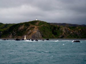 museynz32.jpg