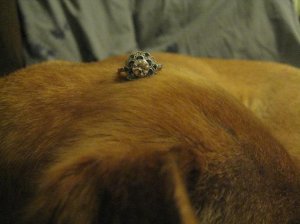 frenchbluedoghead.JPG