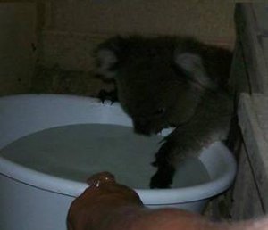 k bear.JPG