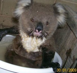 kbear 1.JPG