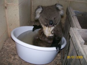 koalaimage003.jpg