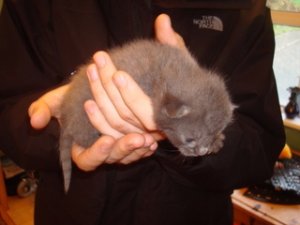 beeskitty6.jpg