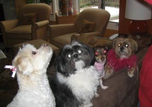 the doggies.jpg