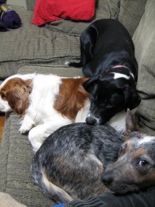 Blenheim3DogsBig.jpg