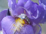 irisbling2-52708.jpg