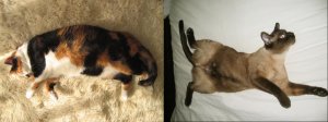 tinymaxcats.jpg