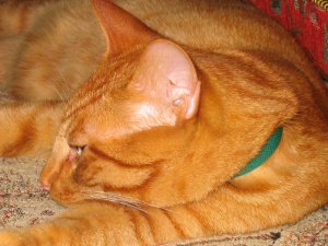 Sweet Potato1.JPG