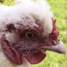 amy2005.jpg