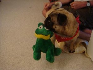 Frog2.jpg