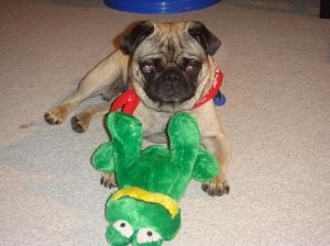 Frog4.jpg