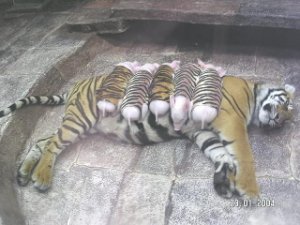 Surrogatemum2.Tiger.jpg