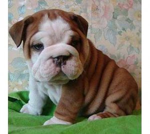English Bulldog Pup.jpg