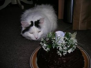 lilly sniffing cake.jpg