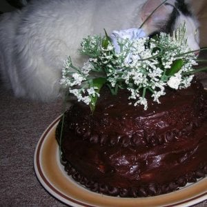 Lilly guarding the cake.jpg