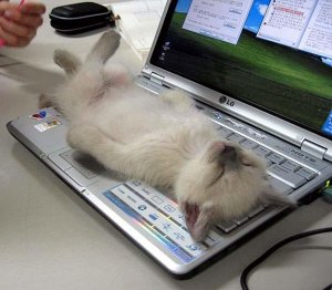 missingmouse.JPG
