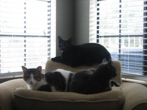 kitty party.JPG