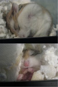 Freke hamster mini collage.jpg