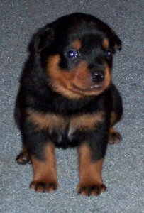 delster_rottweiler.jpg