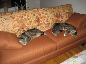 KittyApprovedSofa.jpg