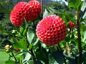 800px-Victoria_Dahlias.jpg