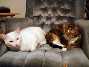 sleepy heads.jpg