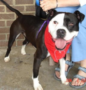 Petey2-2007-0603-1.jpg