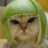 stermagcat.jpg