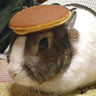 pancake_bunny123.jpg