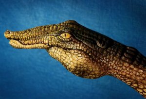 crocodile1.jpg