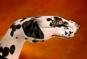 dalmation1.jpg