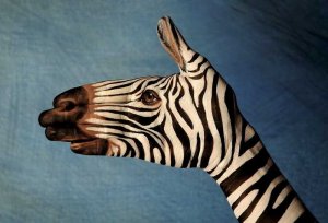 zebra1321.jpg