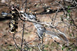 squirrel and little bird.jpg