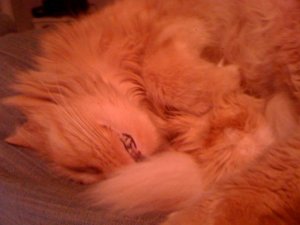 charliessleepingasdlfjas.jpg