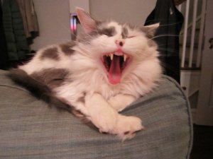 yawwwwnfsdgdf.jpg