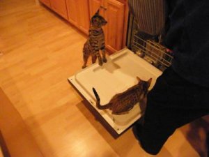 catzinwasher.jpg