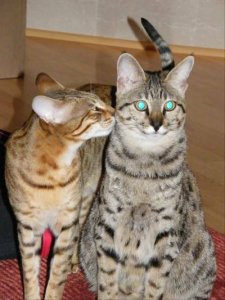 kissestaji.jpg