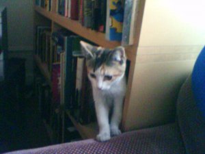 albi_bookcase.jpg albi_bookcase.jpg