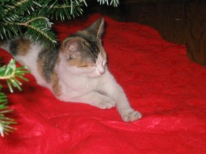 albi_under_tree2.jpg