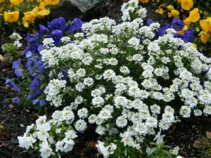 abloom.jpg