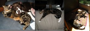 sleepykittieshavenps.jpg