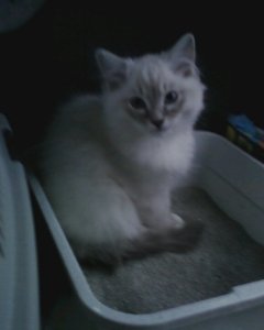 In_the_car_litter_box_1.jpg