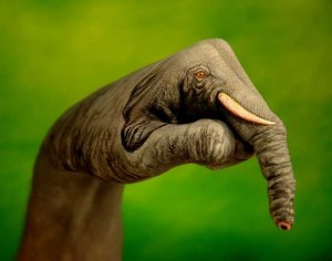 elephant1.jpg