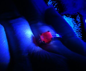 fluorinruby8.JPG