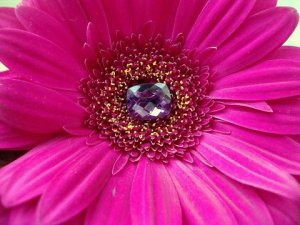 amethyst on daisy.JPG