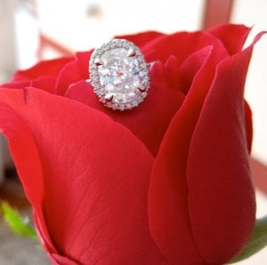 red rose one.jpg